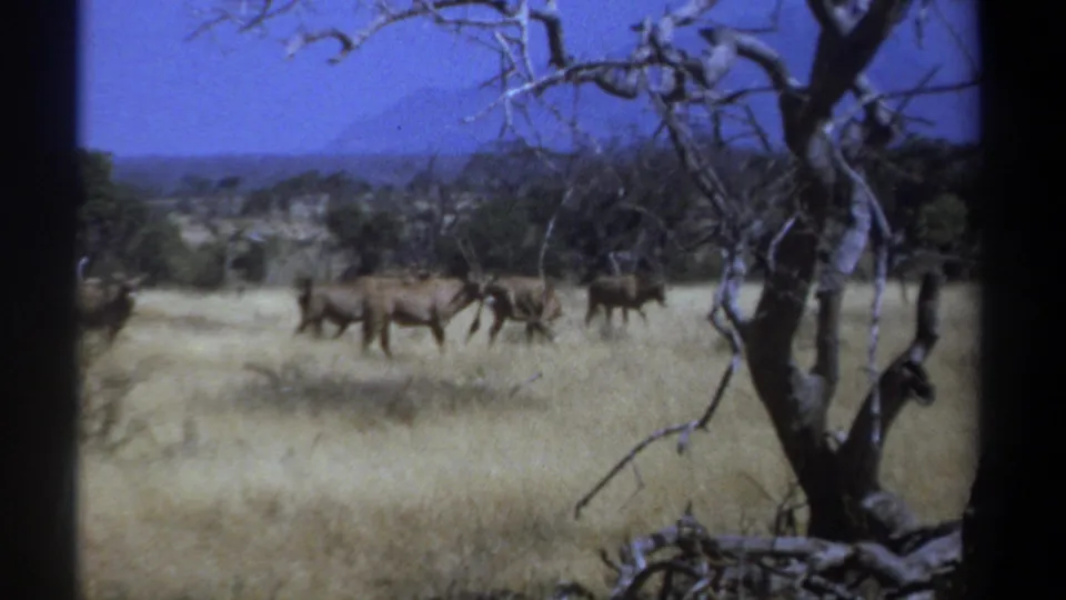 1969 Kenya wildlife frame showing antelopes crossing sunlit grassland, with bare branches and distant low hills in view.