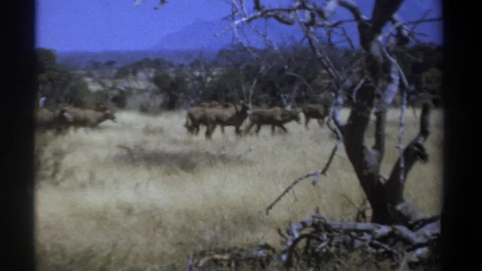 1969 Kenya 8mm still of antelopes moving through pale savanna grass, framed by a bare tree and distant vegetation.
