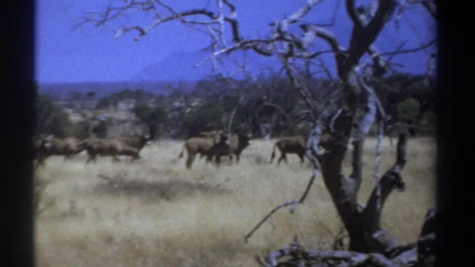 Late-1960s Kenya frame of an antelope herd crossing a dry savanna plain, with bare foreground branches and hills beyond.