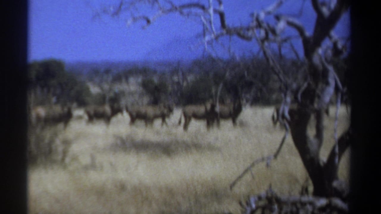 1969 Kenya 8mm safari frame showing antelope-like animals moving across dry savanna behind dark tree trunks and bare branches.
