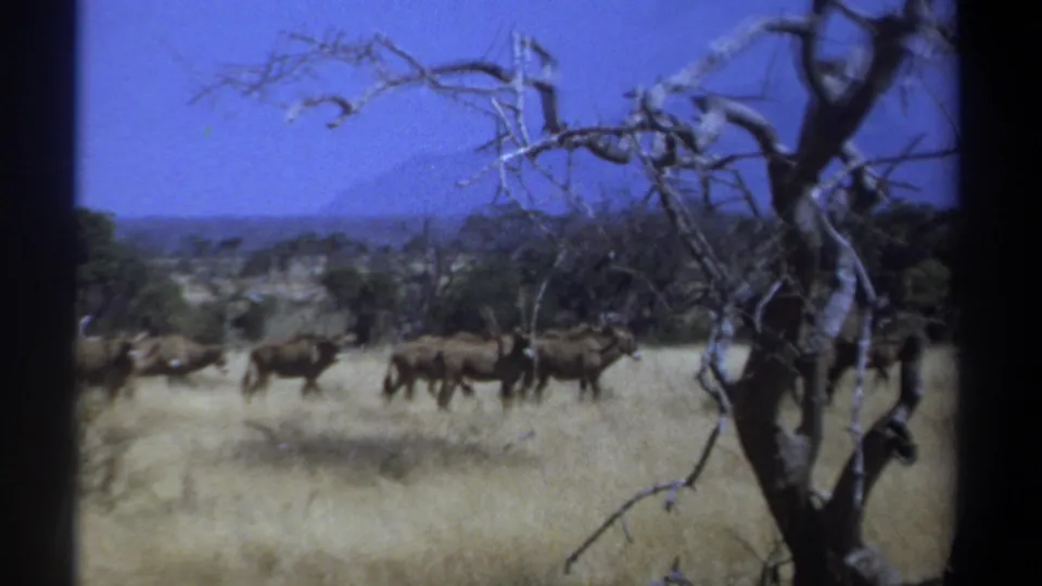 1969 Kenya safari footage frame with horned antelope-like animals walking in line across grassland near a bare foreground tree.