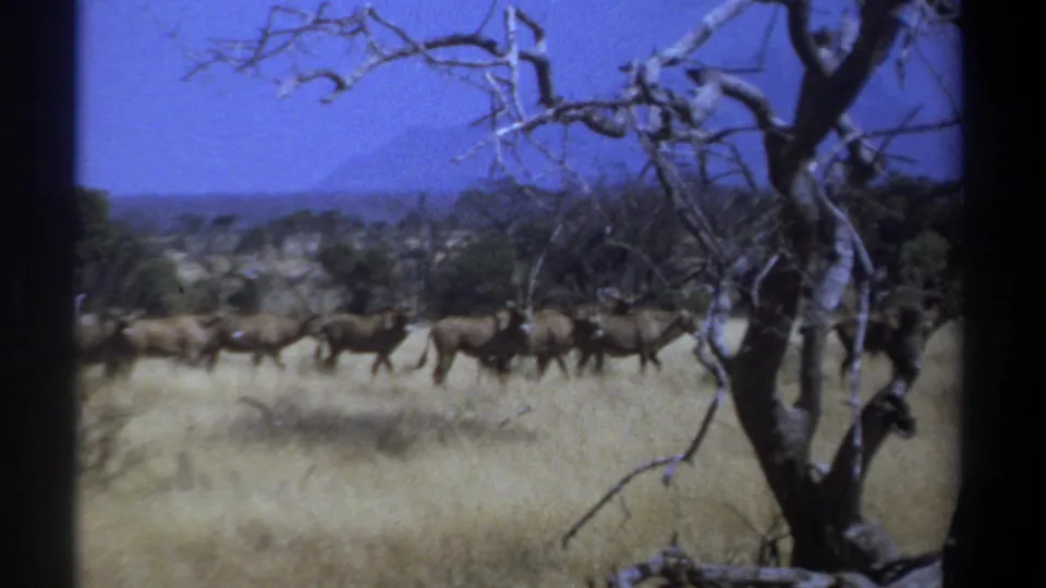 Kenya 1969 8mm frame showing antelope-like wildlife crossing dry savanna, with bare branches and distant hills in view.