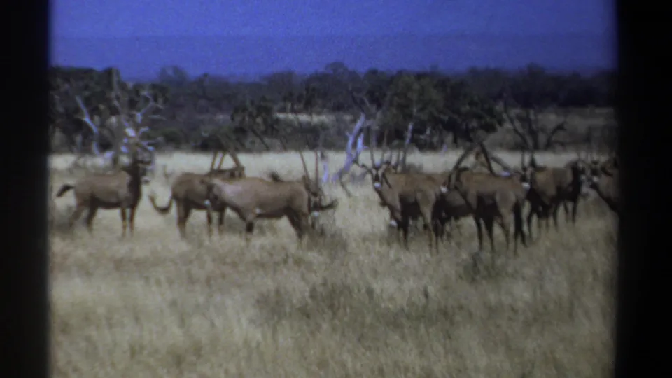 1969 Kenya safari frame with several horned antelope-like animals in dry grass, some facing sideways near sparse trees.
