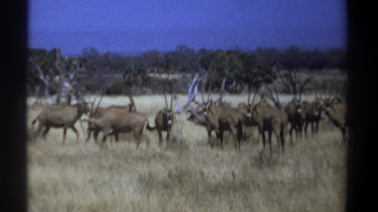 A 1969 Kenya 8mm frame shows a herd of horned oryx standing and grazing in tan grassland below a blue sky.