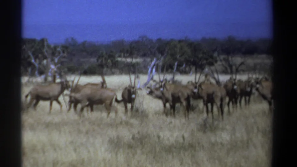 A 1969 Kenya 8mm frame shows a herd of horned oryx standing and grazing in tan grassland below a blue sky.