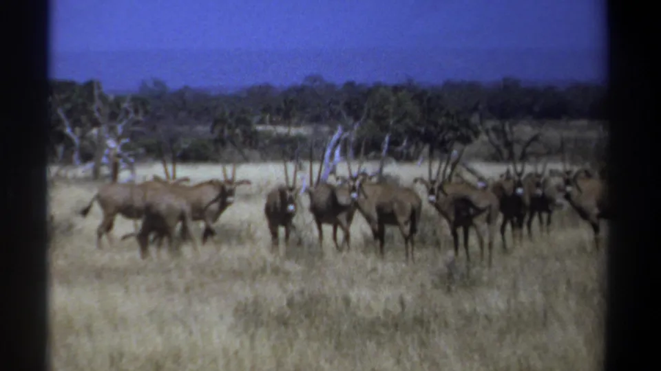 A herd of oryx appears across the Kenyan grassland, with several animals facing the camera and others grazing or walking.