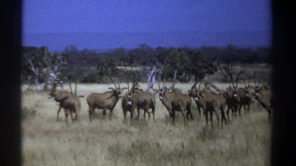 In this 1969 Kenya wildlife frame, oryx stand and graze in tall dry grass with sparse trees along the horizon.