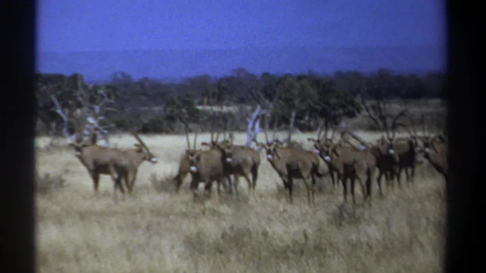 The final frame holds on the oryx herd in Kenya, clustered across dry grass with scattered trees and a bright blue sky.