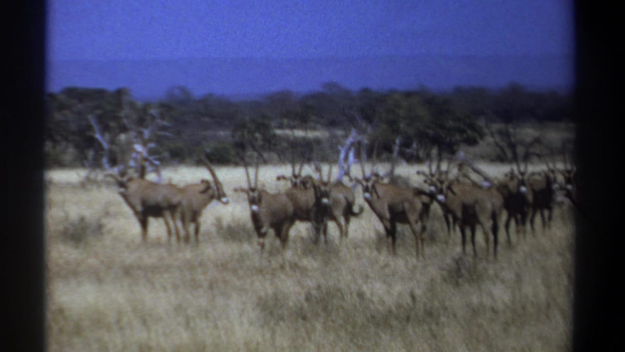 Horned antelope-like herd standing in dry grassland with trees behind them.