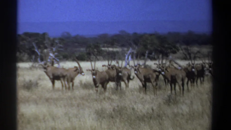 1969 Kenya 8mm frame showing a clustered herd of long-horned antelope-like animals in dry grass with scattered trees.