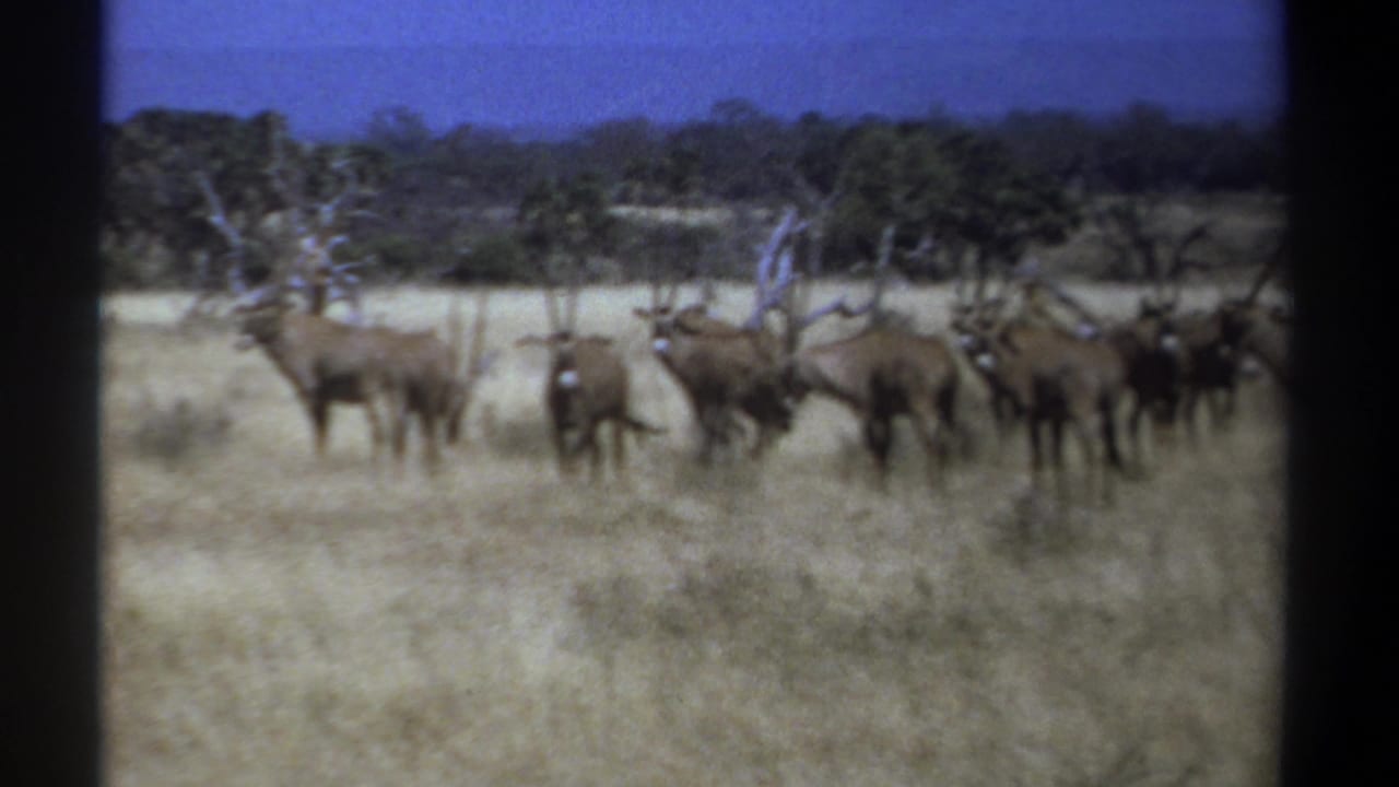 Small herd of long-horned animals standing alert across a dry savanna field.
