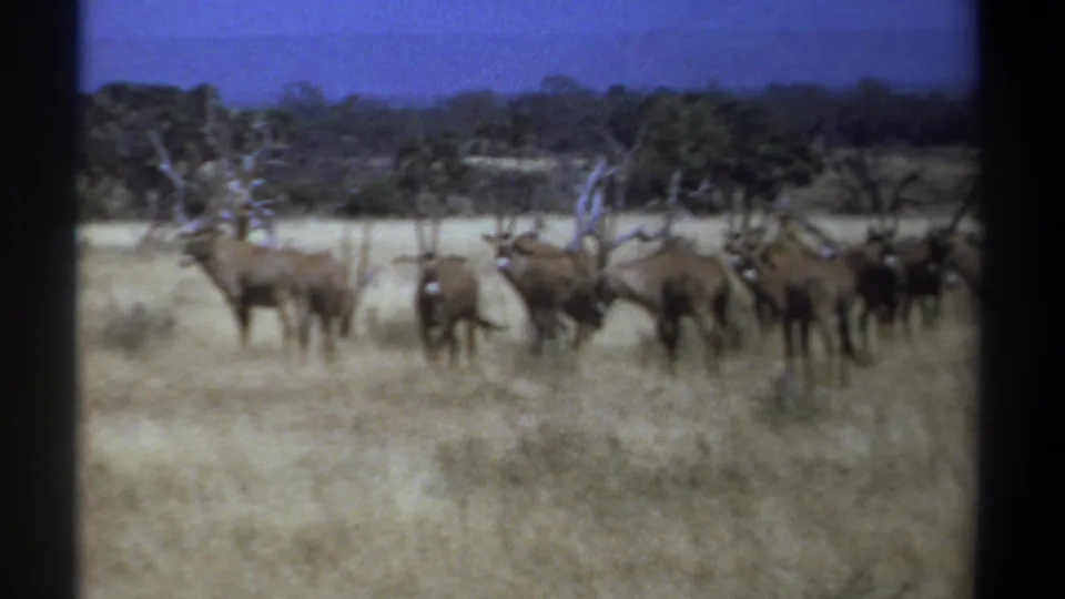 1969 Kenya 8mm frame with long-horned antelope-like animals grouped on pale grassland beneath a deep blue sky.