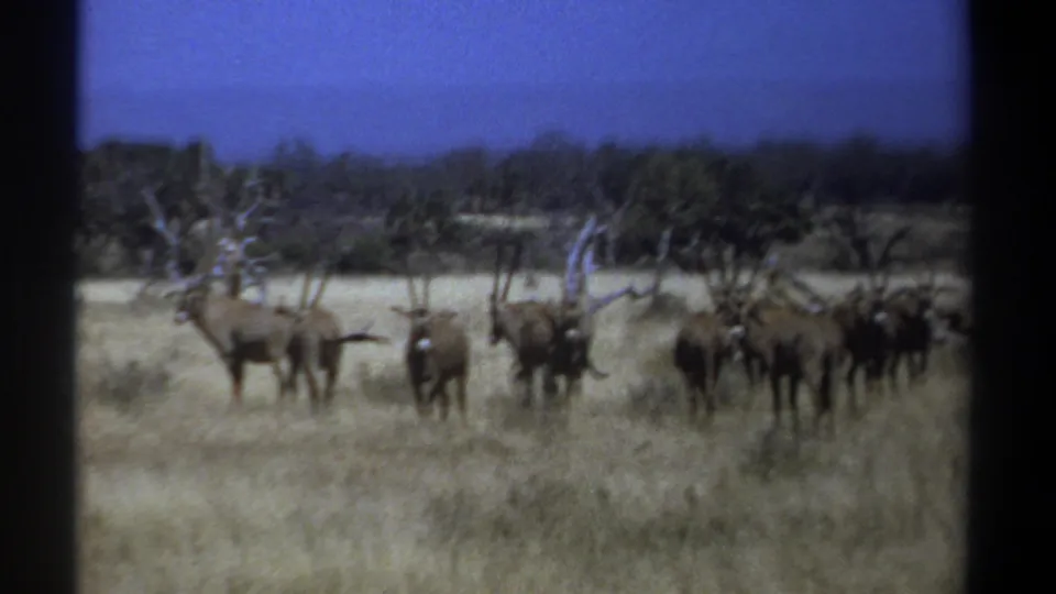 1969 Kenya 8mm frame showing antelope-like animals with curved horns standing in a loose herd on grassland.