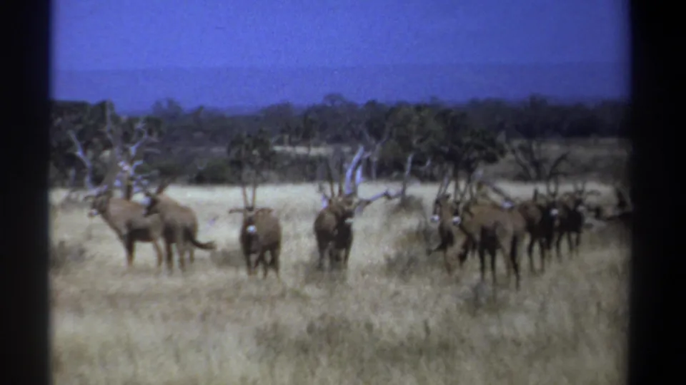 1969 Kenya 8mm frame of a horned wildlife herd in dry African grassland, filmed from a distant handheld viewpoint.