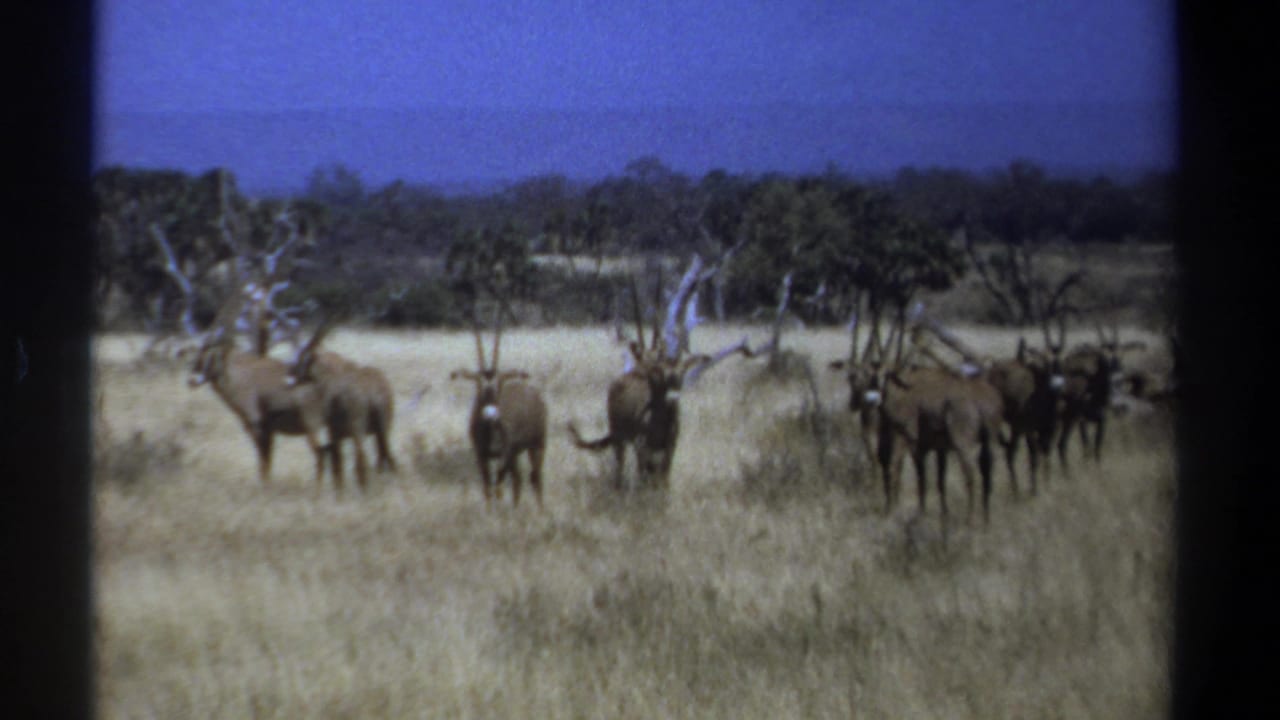 Herd of horned antelope standing in dry grass with trees behind them.