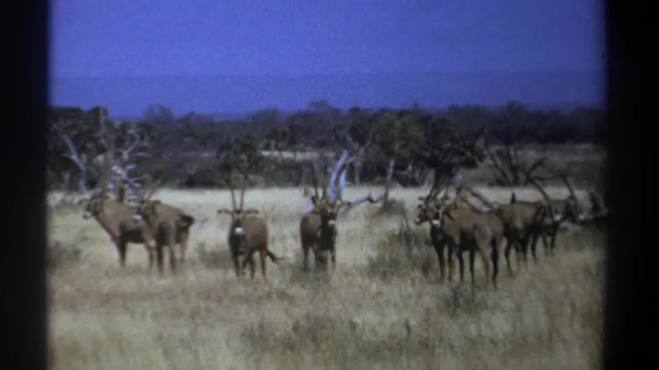 1969 Kenya wildlife frame with several long-horned antelope grouped in dry grassland under a blue sky.
