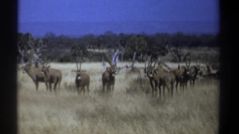 Soft 8mm frame from Kenya in 1969 showing a line of antelope in dry savanna with trees in the background.