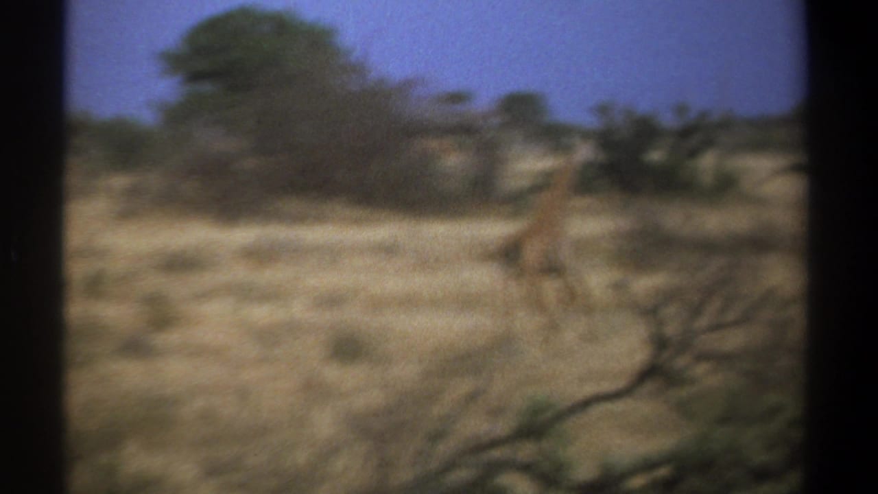 Distant giraffe moving across dry savanna with shrubs and trees.