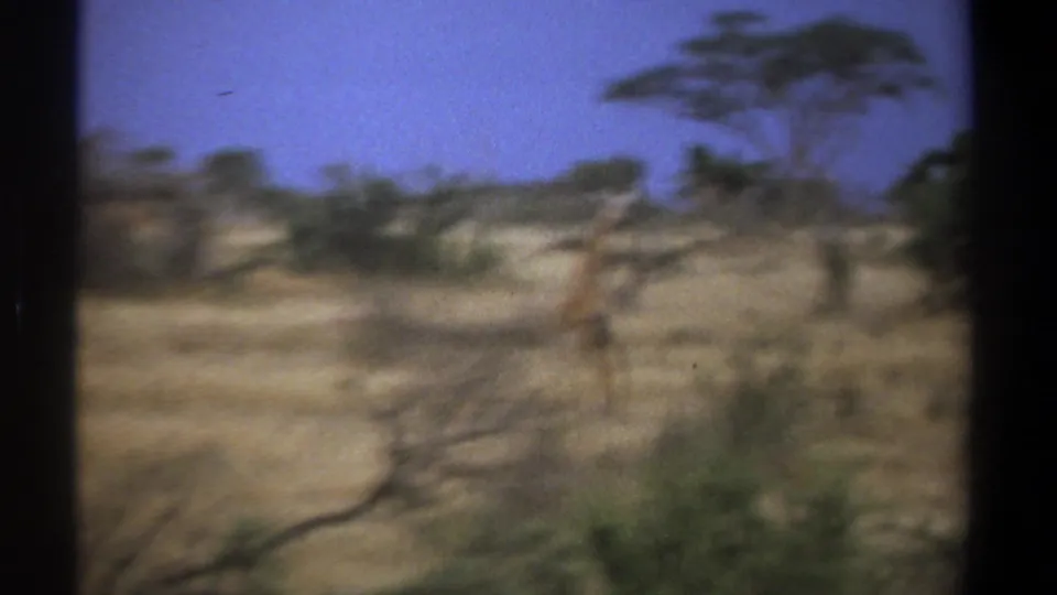 Soft 8mm view of a giraffe crossing open Kenyan savanna, with scattered trees and scrub visible in the background.