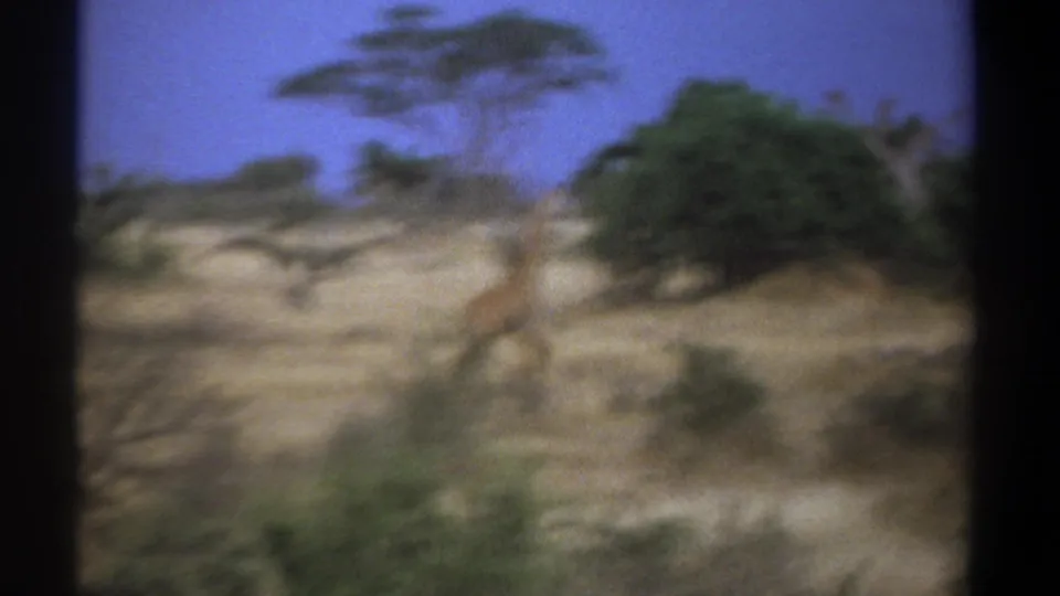 A blurred 1969 Kenya home-movie frame shows a giraffe moving near a low green tree in dry savanna terrain.