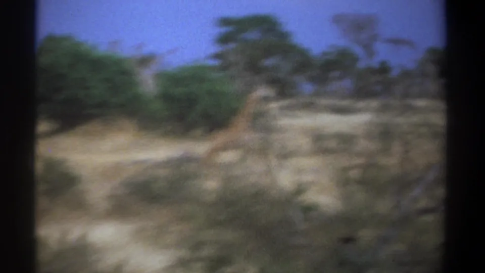 The giraffe appears farther from the camera in a blurry 1969 Kenya 8mm frame, moving through scrub and dry grassland.