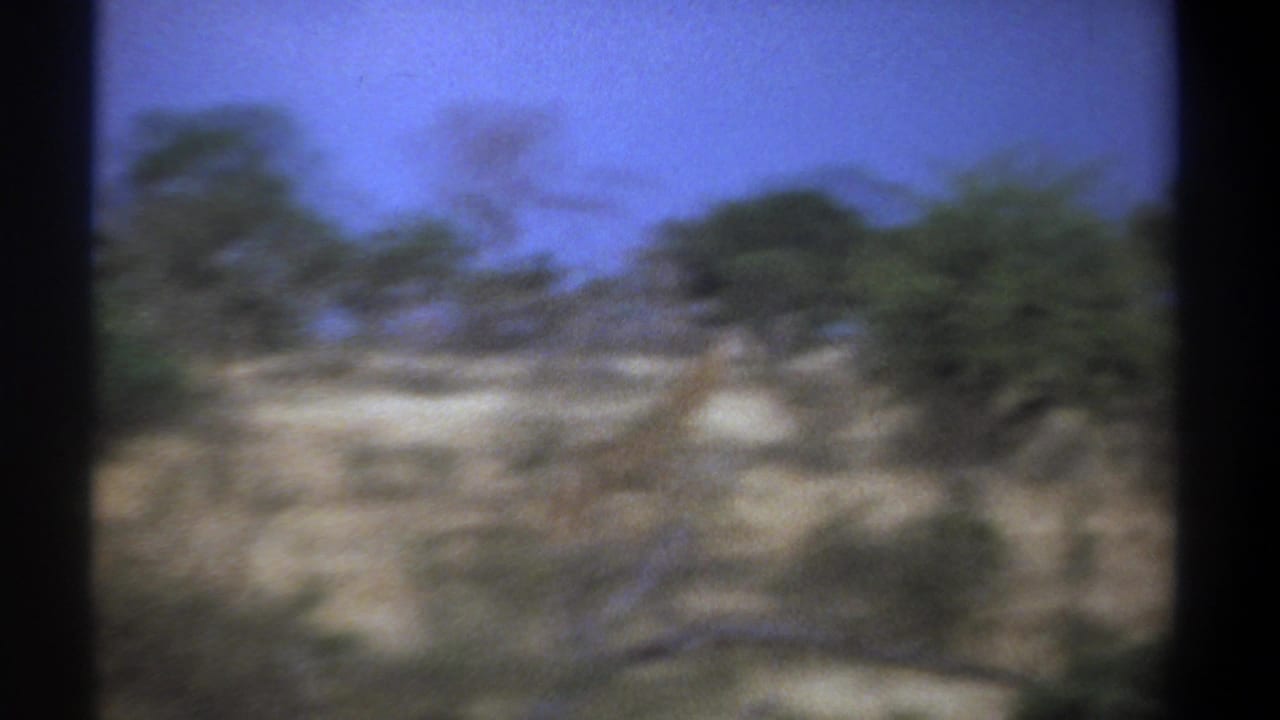 Soft 1969 Kenya 8mm frame showing distant giraffes moving through dry grassland with scattered trees under blue sky.