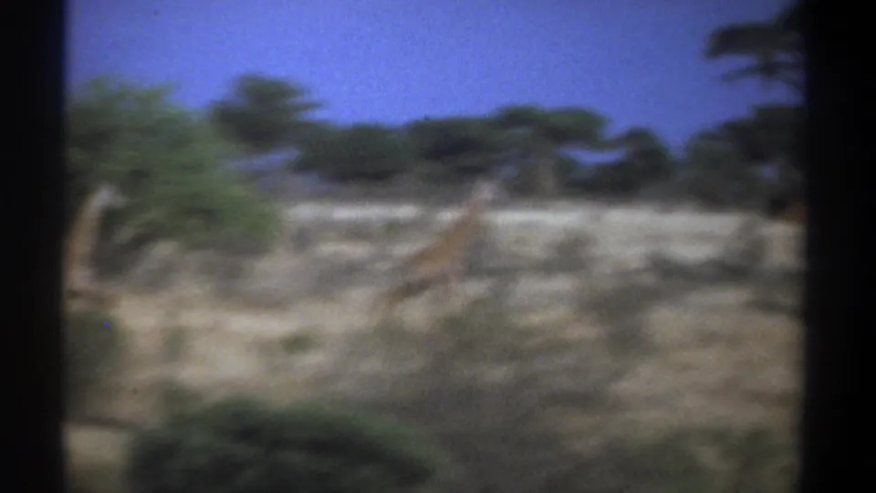 Blurred 8mm Kenya wildlife view with giraffes spread across open savanna and acacia-like trees in the background.