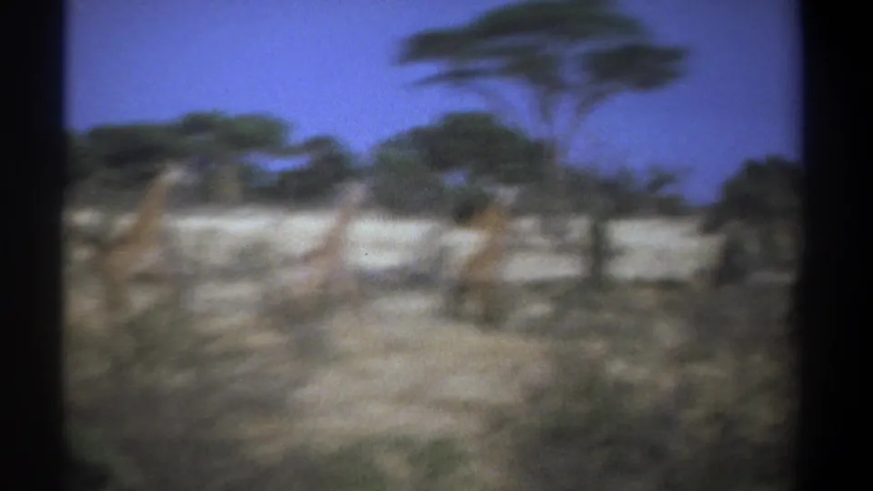 Vintage 8mm frame from Kenya showing blurred giraffes in dry grassland with trees and brush, filmed from an unsteady viewpoint.