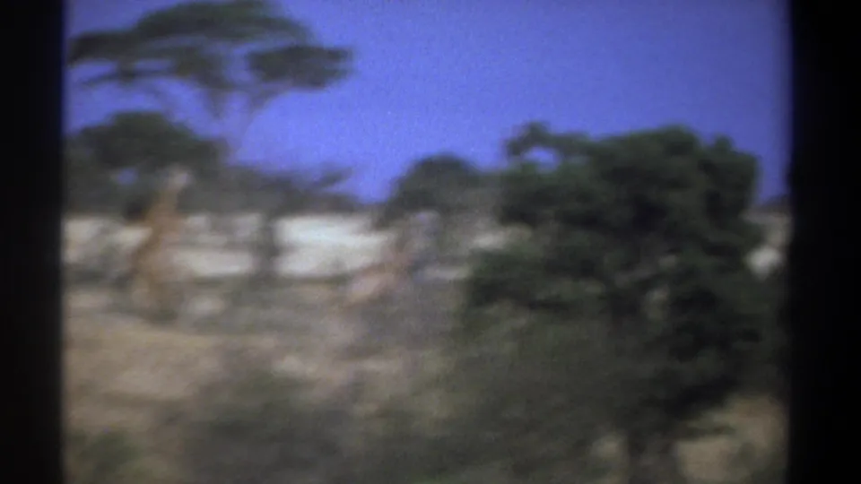 1969 Kenya home-movie frame with giraffes partly obscured by blur and vegetation in a dry savanna setting.