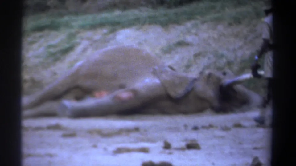 1969 Kenya 8mm frame showing a motionless elephant on dry ground, with a person partly visible nearby at the right edge.