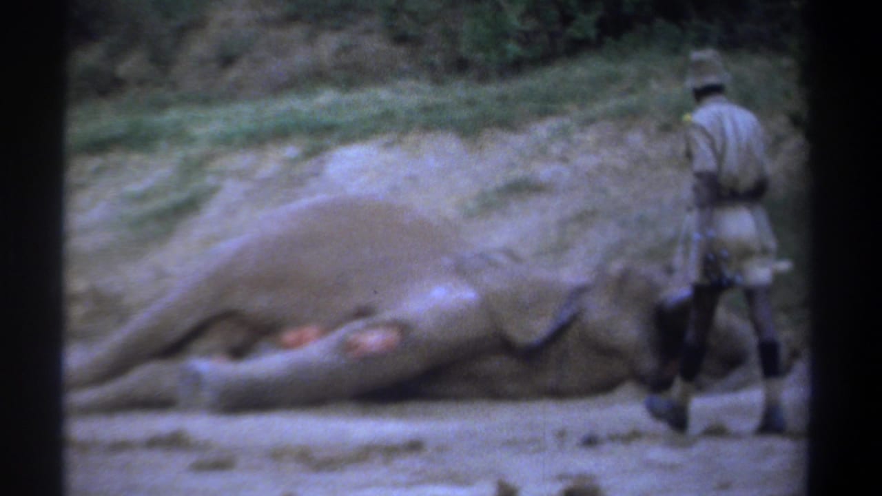 In Kenya 1969 footage, a uniformed park ranger approaches a dead elephant with tusks on bare ground near vegetation.