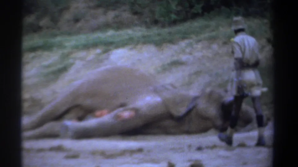 In Kenya 1969 footage, a uniformed park ranger approaches a dead elephant with tusks on bare ground near vegetation.