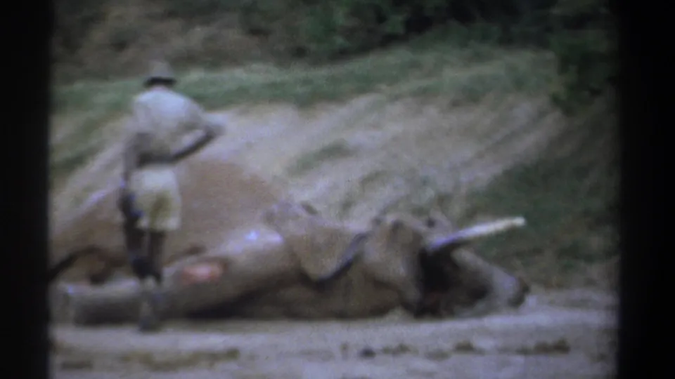 A uniformed ranger stands near the dead elephant as the 8mm frame shows earth, scrub, and trees in Kenya in 1969.