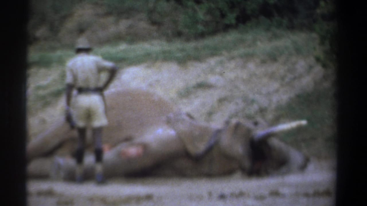 Man in safari clothing stands beside a motionless elephant on sandy ground.