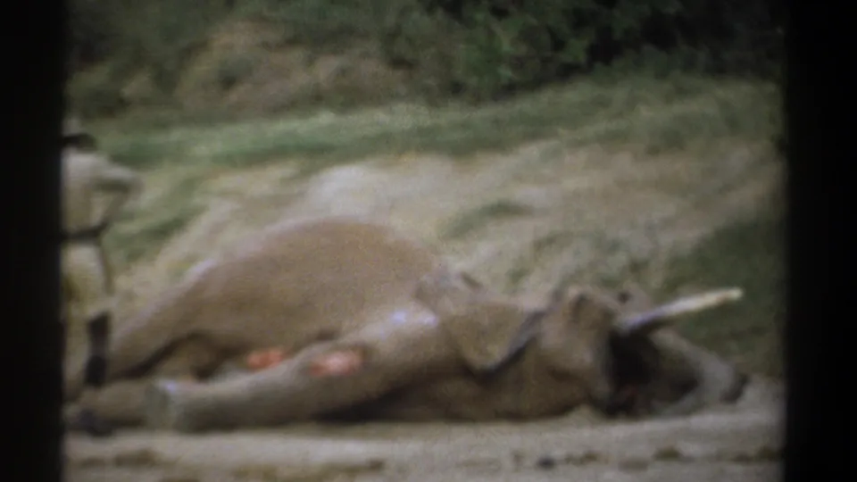 The dead elephant remains in view on dusty roadside ground in the 1969 Kenya safari home-movie footage.