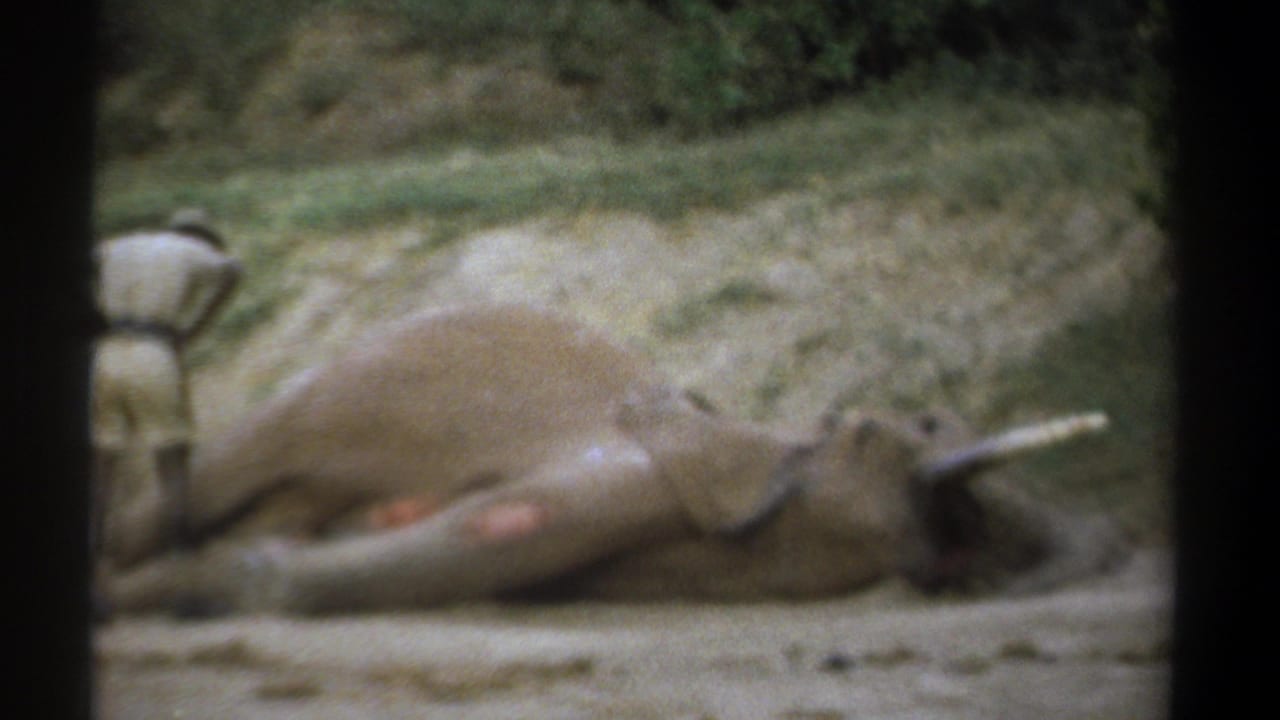 Man in hat stands near a prone elephant on dry ground with wounds visible on the leg.