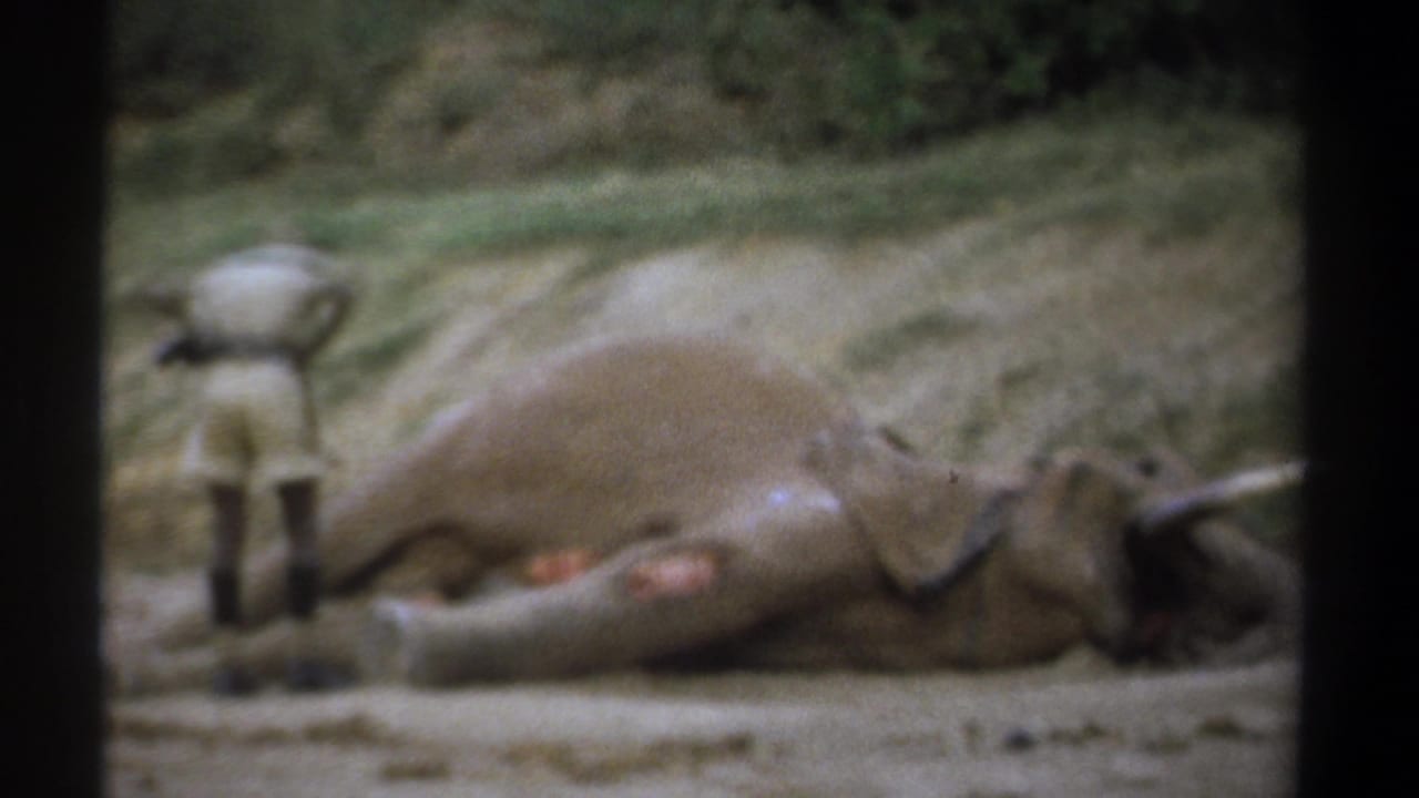 Prone elephant fills the frame while a man stands partly visible behind it.