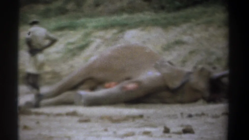 1969 Kenya frame showing a man observing a prone elephant with reddish wounds visible on its legs.