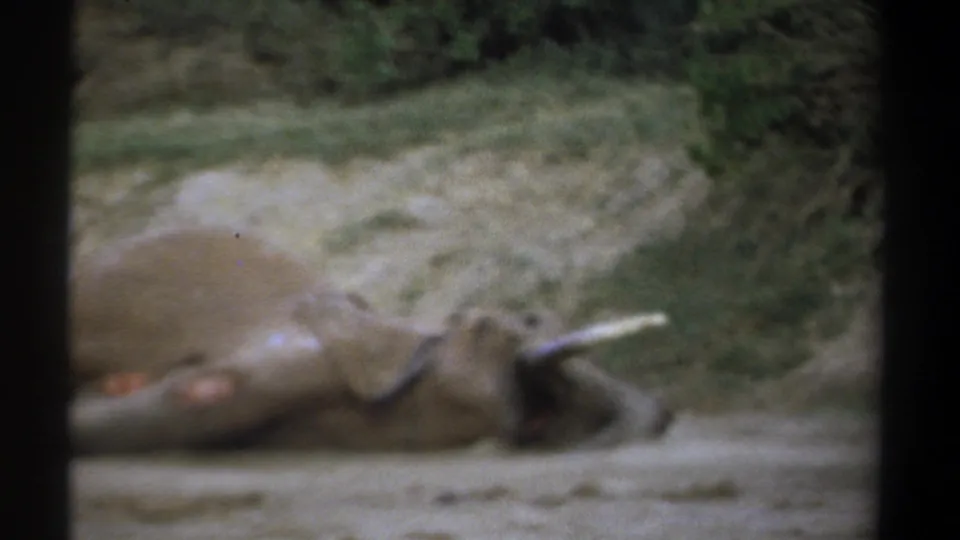Grainy 8mm frame from Kenya showing a wounded or deceased elephant lying beside scrub vegetation.