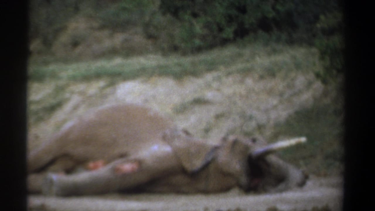 Dead elephant lying on its side in a dusty clearing with tusk and curled trunk visible.