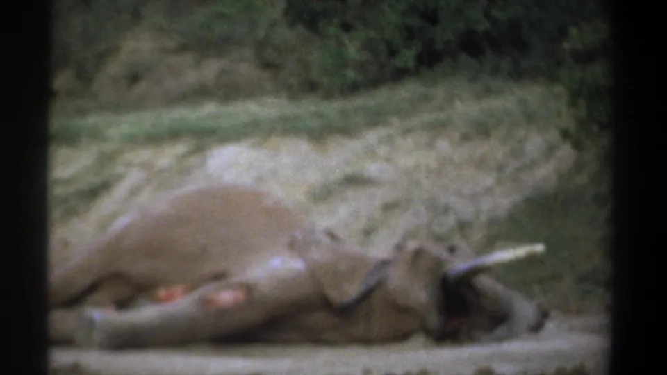 1969 Kenya 8mm frame showing a dead elephant on its side in a dry clearing, with tusk, trunk, wounds, grass, and brush visible.