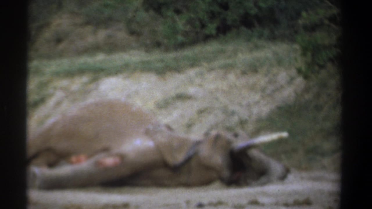 Side view of the dead elephant in the clearing, with tusk, trunk, and wounds visible.