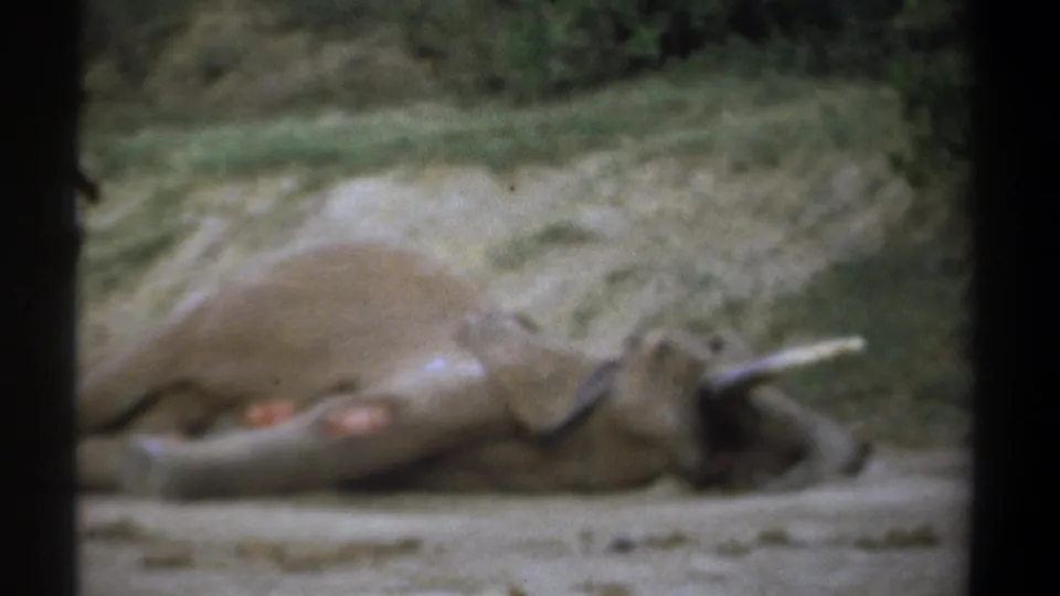 Faded 8mm frame from Kenya in 1969 showing the dead elephant on its side, with wounds, tusk, trunk, and scrubby ground visible.