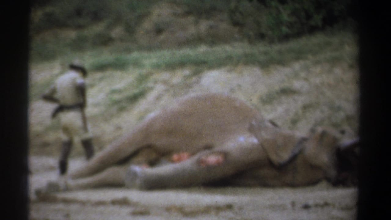 Uniformed man walking near a motionless elephant with visible wounds on its legs.