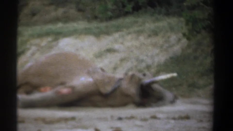 1969 Kenya 8mm frame showing a motionless elephant on dirt, visible wounds on the legs, and one tusk extending outward.