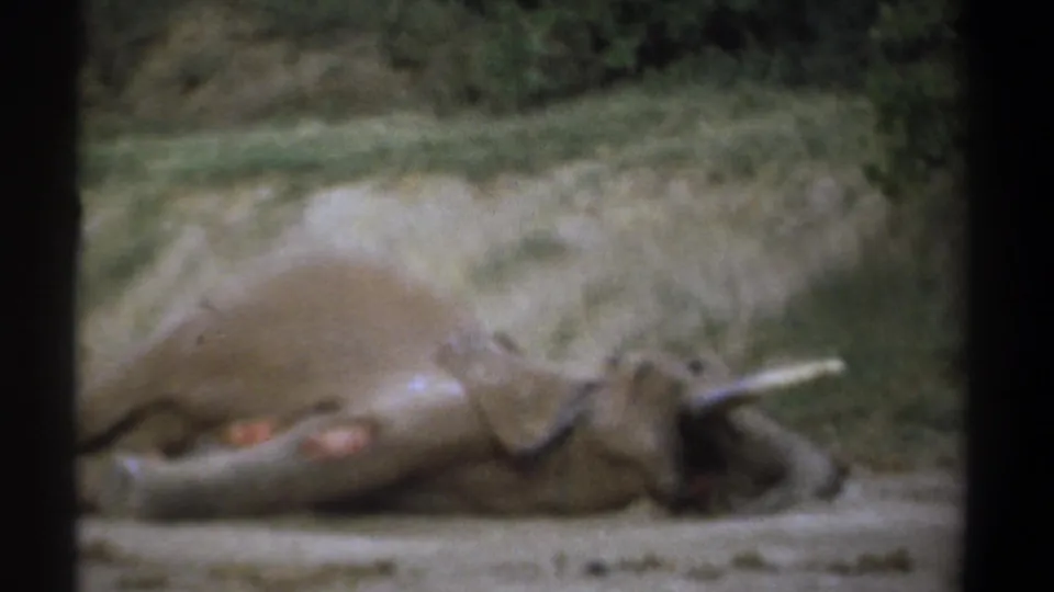 1969 Kenya 8mm frame of a motionless elephant with visible leg wounds, a tusk, and green foliage behind it.