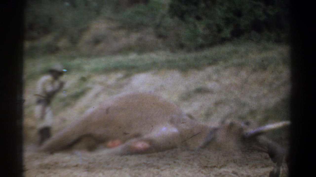 Blurred dead elephant lying on dusty ground with dark film frame edges.