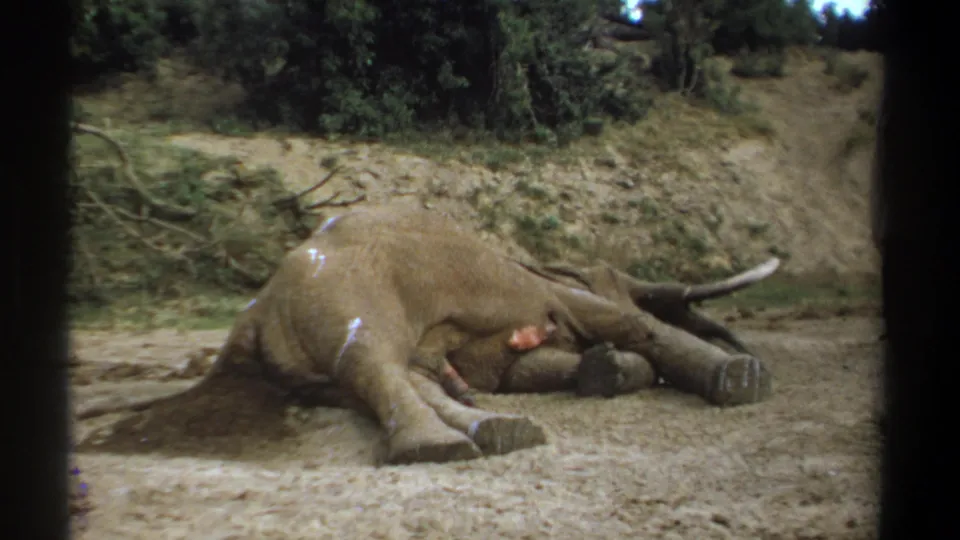 1969 Kenya 8mm frame of a dead elephant lying on its side, with tusks visible and a wooded hillside behind it.