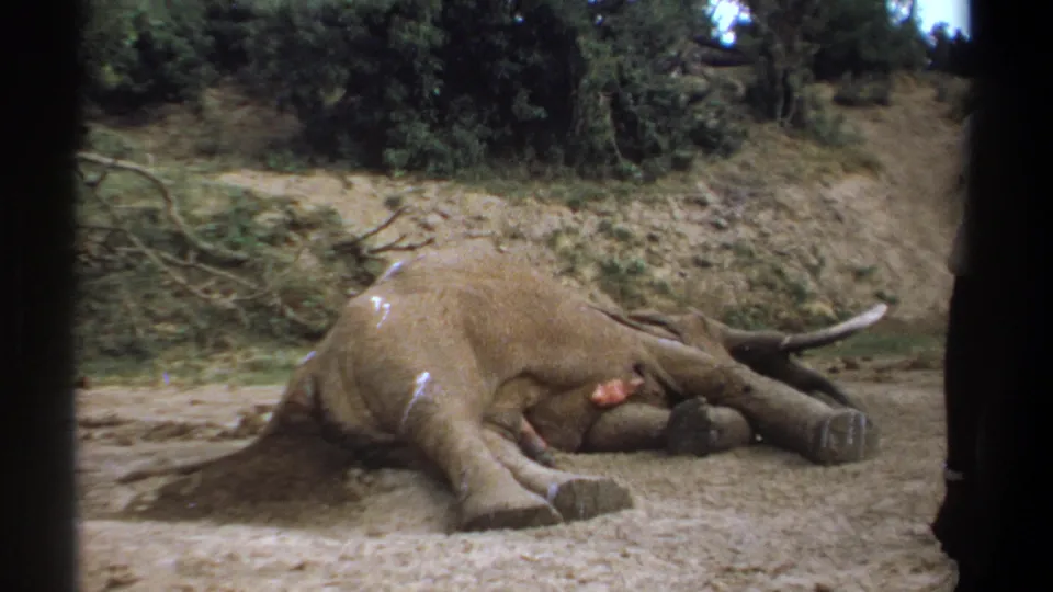 1969 Kenya 8mm frame of the dead elephant in a dusty clearing, with tusks, branches, and dense greenery visible behind it.