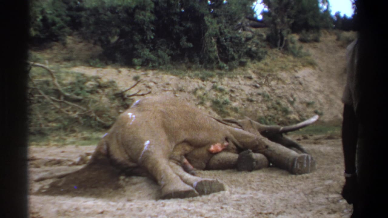 1969 Kenya 8mm frame showing a large elephant lying on dirt in a wooded area, with a partial adult observer at the right edge.